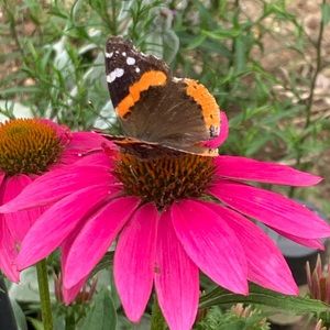 Meet your Posher, Barbara